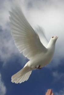 Burung Merpati Putih Terbang Blog Tentang Burung