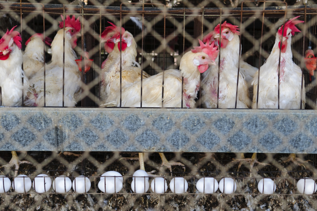 Neighbors sue to reverse approval of chicken feeding farm