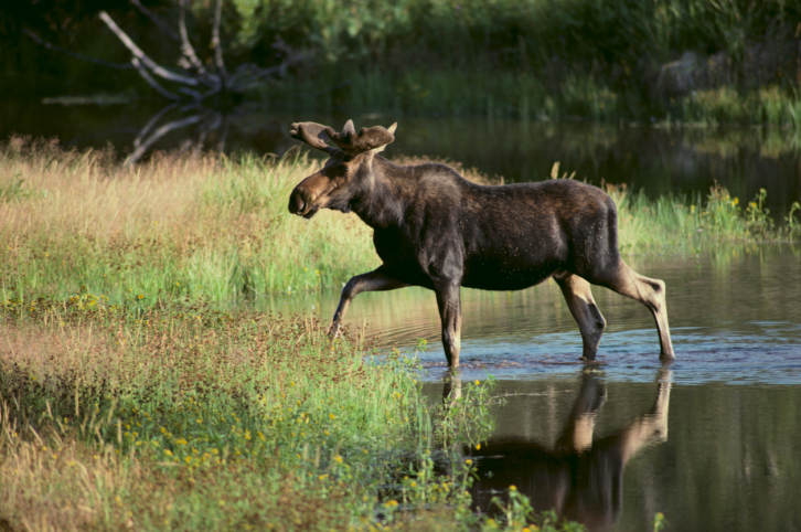 Moose River Crossing (2013)