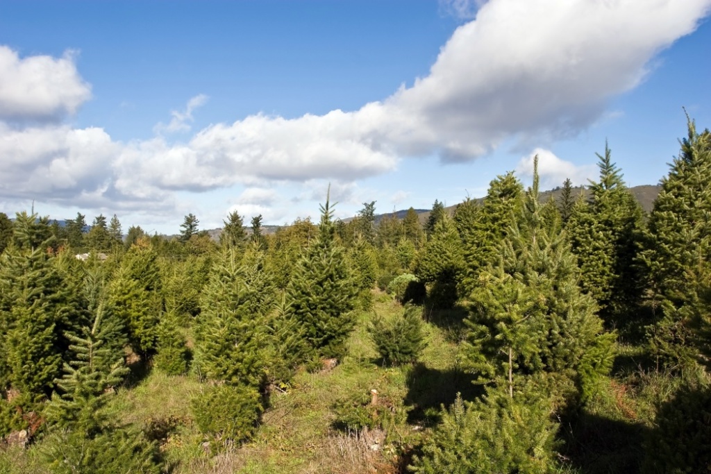 u s forest service issues christmas tree cutting permits u s forest service issues christmas tree cutting permits
