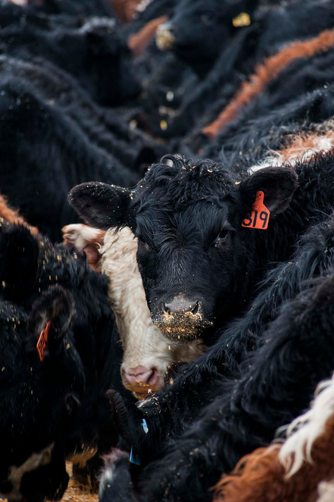 (VIDEO) Corn, cattle prices may rise