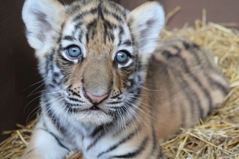 COURTESY/ Omaha’s Henry Doorly Zoo and Aquarium. Finn.