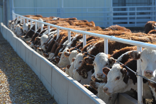 Cattle on Feed Report Jerry Stowell Country Futures *AUDIO*