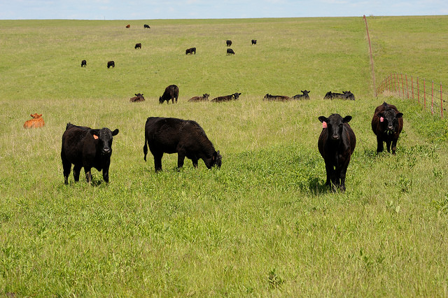 Cattlemen approve FY19 Plan of Work