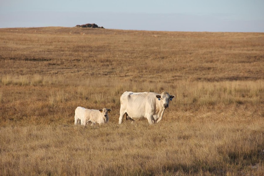 Sec. Perdue extends CRP grazing for drought states