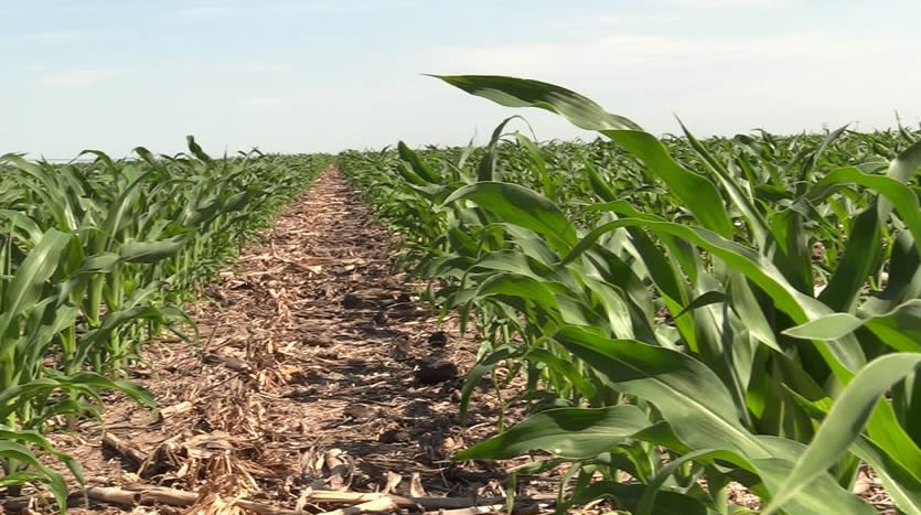 More corn, wheat in storage than beans, sorghum, USDA says