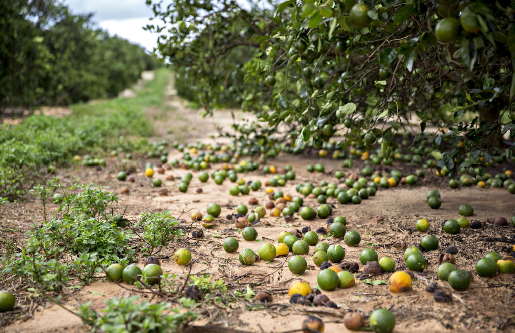 Florida's Farmers Look At Irma's Damage: 'Probably The Worst We've Seen'
