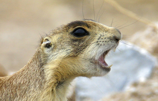Cattlemen's Association opposes proposed ban on strychnine to control gophers