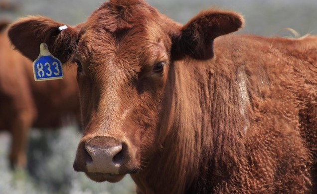 A new era of cattle identification on the horizon