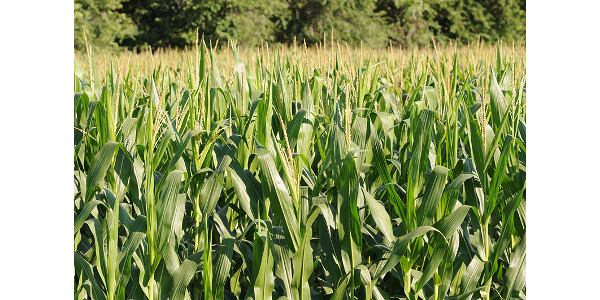 CBOT corn hits one year peak