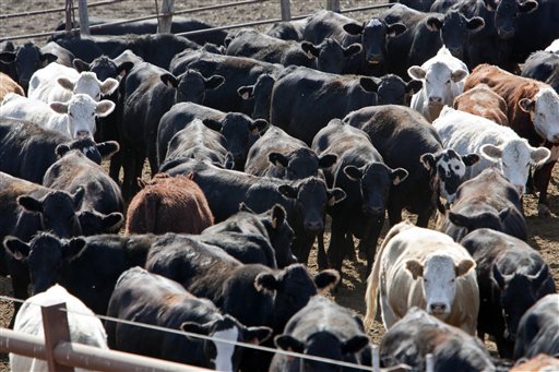 Handling heat stress in cattle