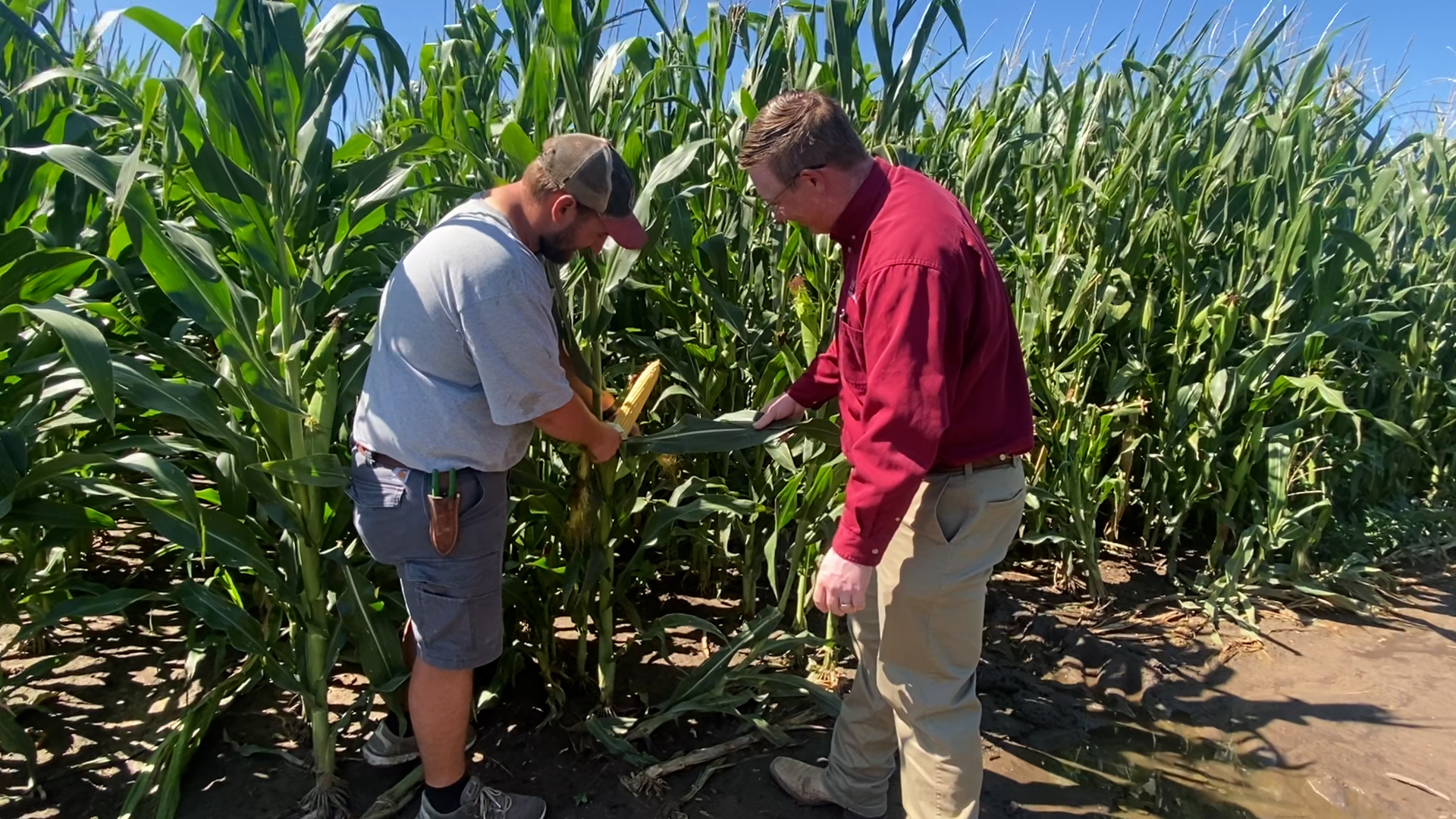 Irrigation systems keep Nebraska’s corn, soybean crops on pace 2022