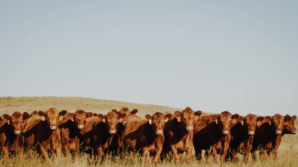 “Beef Innovation” is new name of Nebraska Integrated Beef Systems Hub