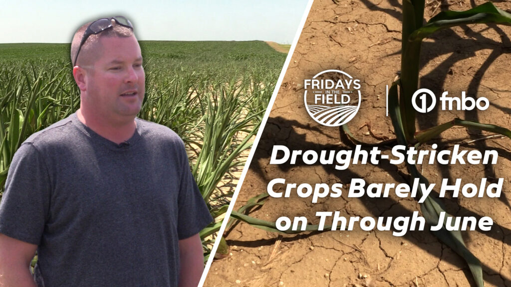 Lack of rainfall leaves dryland farmer to navigate various methods | 2023 Fridays in the Field | Ep. 9