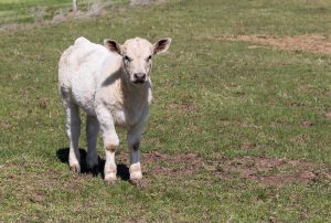 Cattle Chat: Tips for breeding success