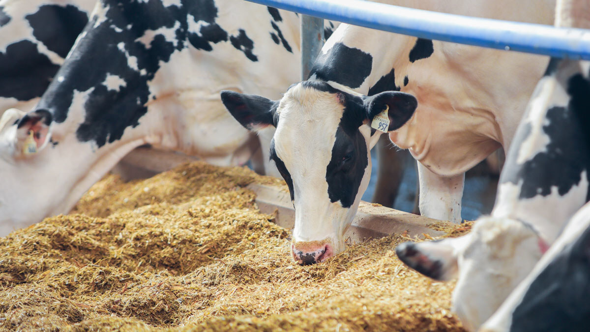 KNEB-AM 960 AM – 100.3 FM - FDA approves methane-reducing feed ...