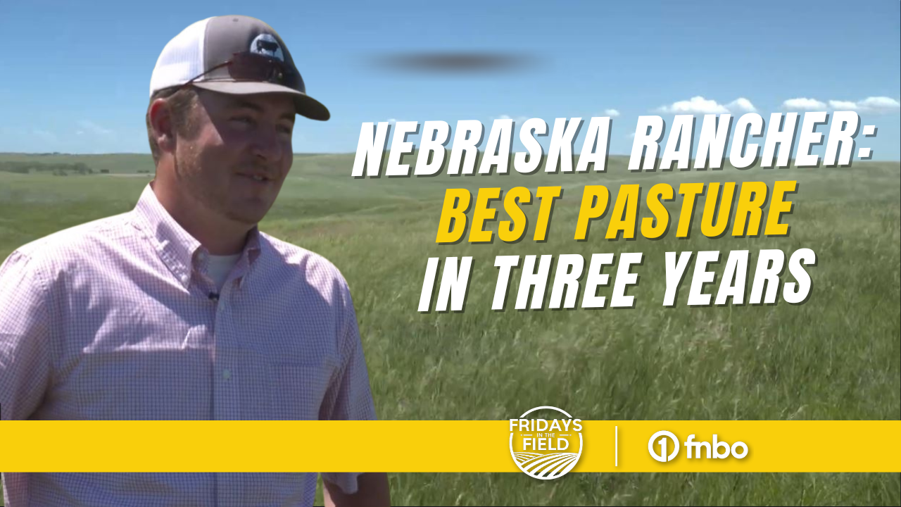 “Best pastures in three years” Nebraska rancher grateful for ideal