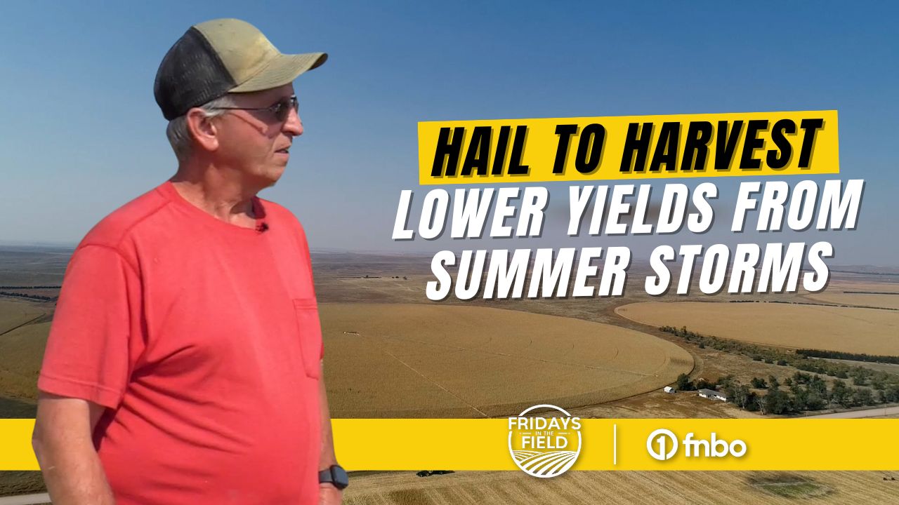KRVN 880 – KRVN 93.1 – KAMI - Hail to harvest: Farmer faces lower ...