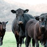 U.S. Cattle inventory declines again in 2025