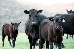 U.S. Cattle inventory declines again in 2025