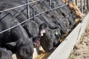 Nebraska Cattlemen to bring market outlook, meat science discussions to November feedlot meetings