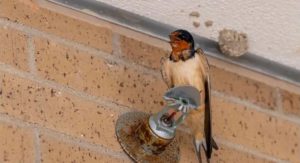 Preventing barn swallow nests before they become a problem