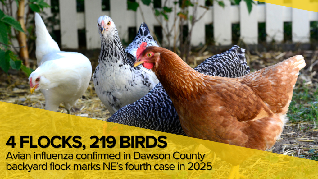 KRVN 880 – KRVN 93.1 – KAMI - Avian influenza confirmed in Dawson ...