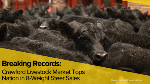 Crawford Livestock Market Breaks Records, Tops Nation in 8-Weight Steer Sales