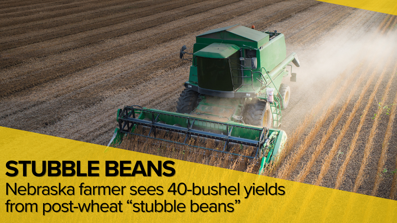 Nebraska farmer sees 40-bushel yields from post-wheat “stubble beans”