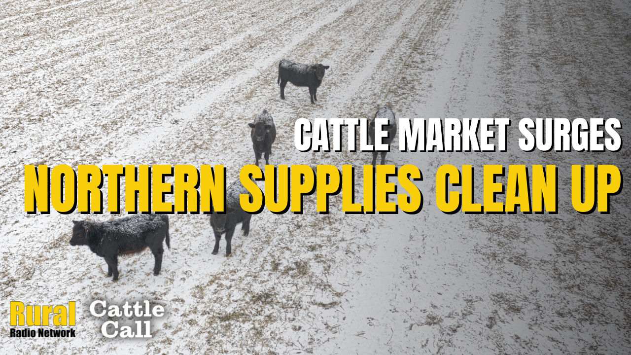 Cash Cattle Market Surges as Northern Supplies Clean Up | Cattle Call