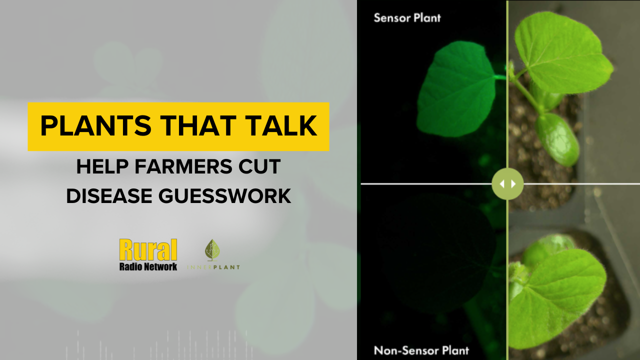 Plants that ‘talk,’ tested in Nebraska, could help farmers cut costly fungicide guesswork