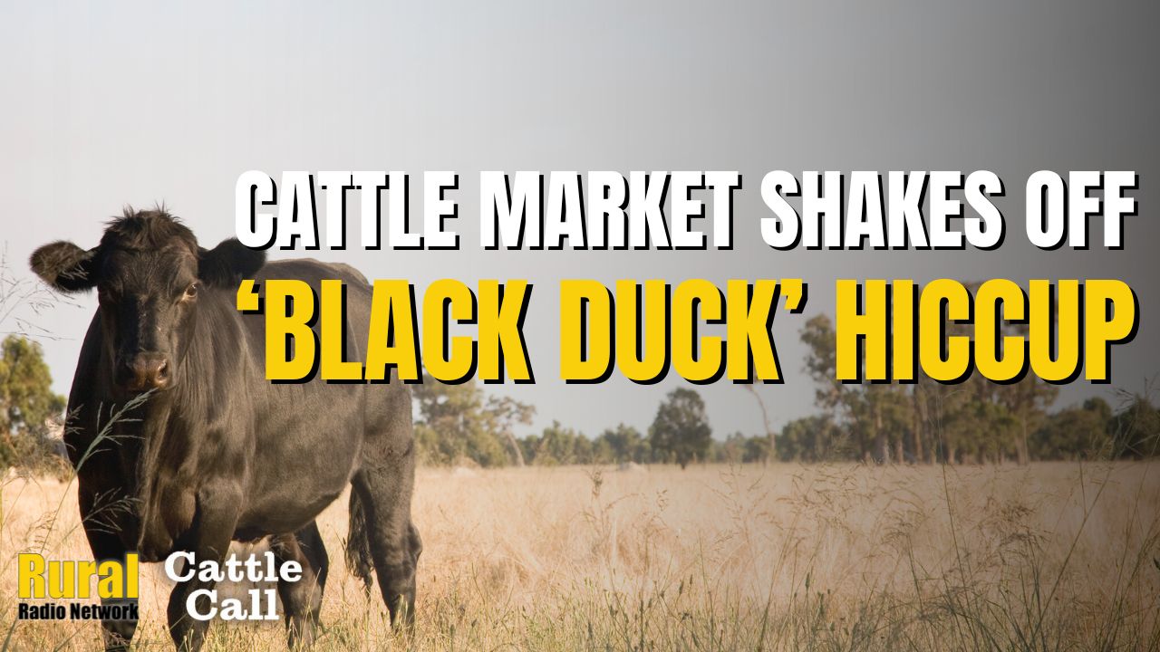 Cattle Call: Market shakes off “Black Duck” hiccup amid geopolitical tensions