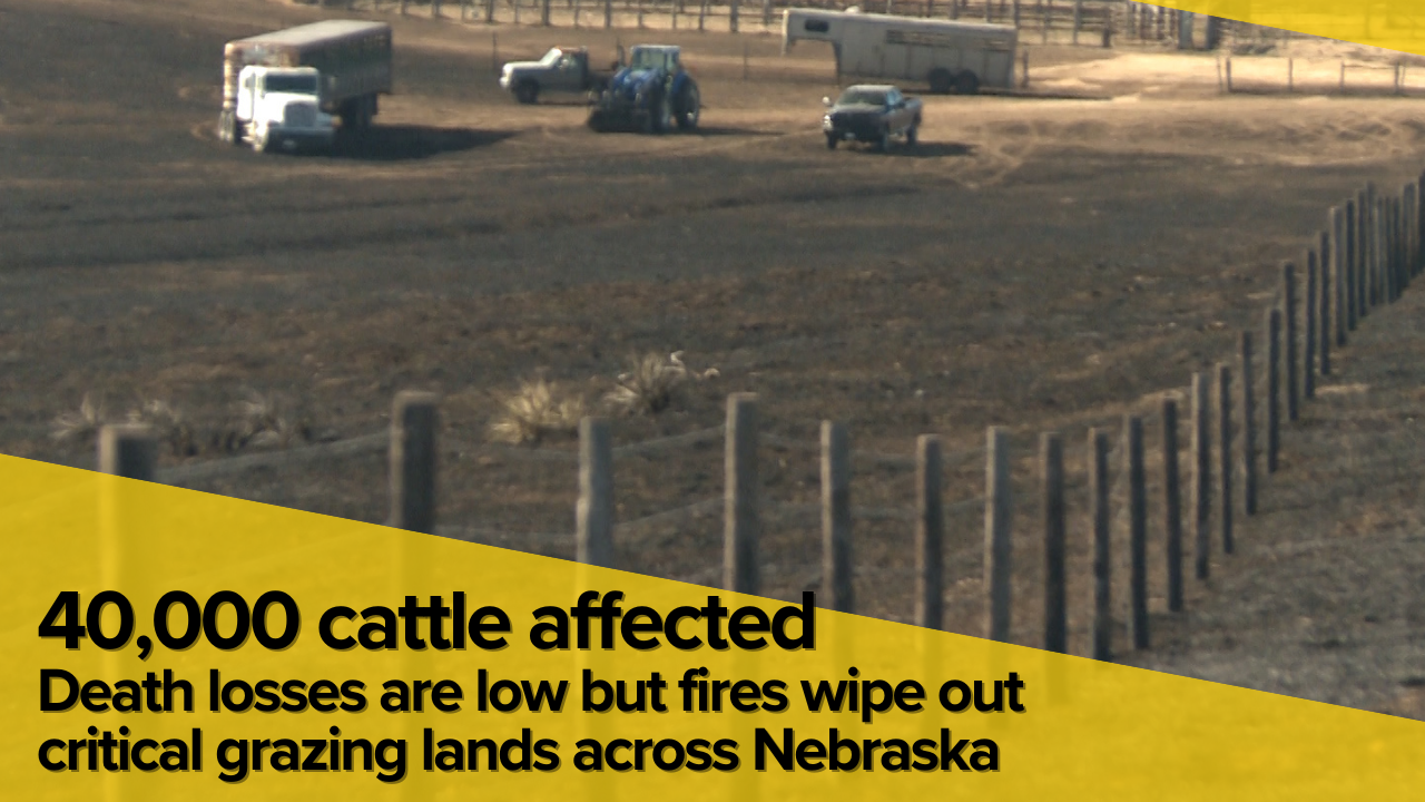 Wildfires wipe out grazing for up to 40,000 cows, forcing Nebraska producers to adapt