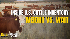 Weight vs. Wait: Are long-term feeding cycles distorting U.S. cattle inventory? | Cattle Call