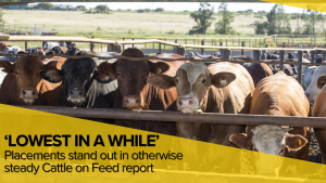 “Lowest in quite a while”: Placements stand out in steady Cattle on Feed report