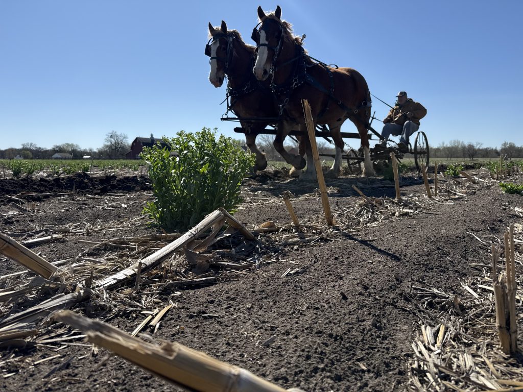 Horse drawn plows prepare the site of the Nebraska Hand Cornhusking Contest