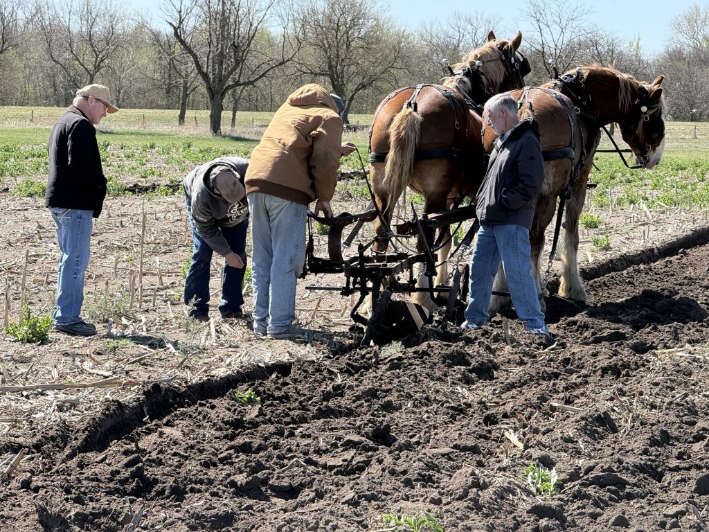 Horse drawn plows prepare the site of the Nebraska Hand Cornhusking Contest
