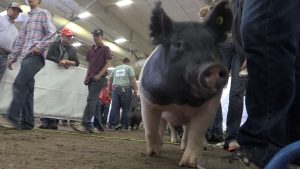 Grand Island considers funding bridge to support livestock shows at Fonner Park