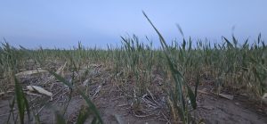 Nebraska Panhandle farmer calls winter wheat crop a ‘complete disaster’