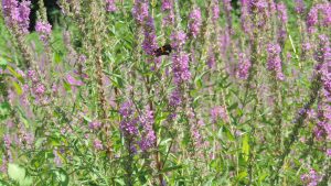 Hall County voters to decide how to best handle noxious weeds