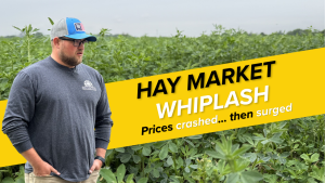 Why alfalfa demand is surging across the midwest – Austin Rice