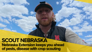 Extension educators ‘Scout Nebraska’ on social media to provide timely updates on pests, disease