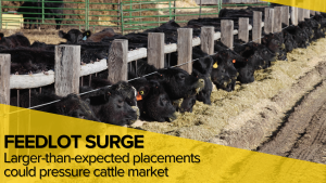 Cattle on Feed: Larger-than-expected placements could pressure cattle market