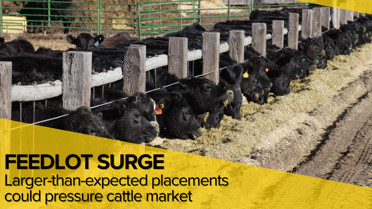Cattle on Feed: Larger-than-expected placements could pressure cattle market