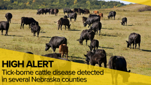 Tick-borne cattle disease detected in several Nebraska counties