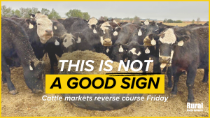 “This is not a very good sign”: Cattle futures reverse course Friday