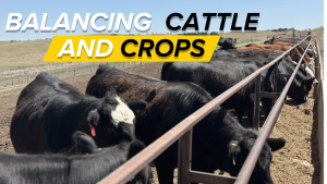 Prioritizing cattle over planting | the seasonal challenges