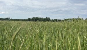 Nebraska producers navigate spring extremes from flooding to drought