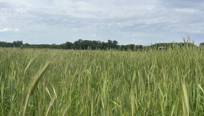 Nebraska producers navigate spring extremes from flooding to drought