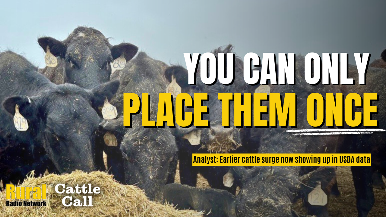 “You can only place them once”: Analyst says earlier cattle surge is now showing up in USDA data